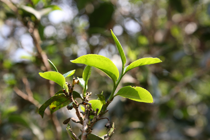 ▲古茶嫩芽。