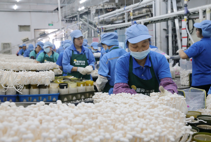 曲江区食用菌省级现代产业园。资料图片