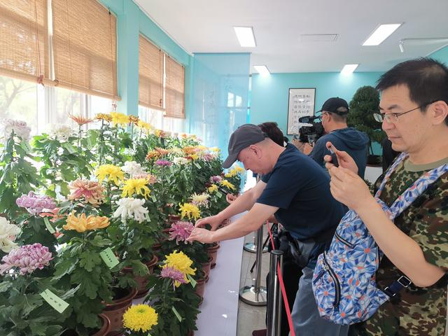 游客在陶然亭公园拍摄菊花。新京报记者 张璐 摄