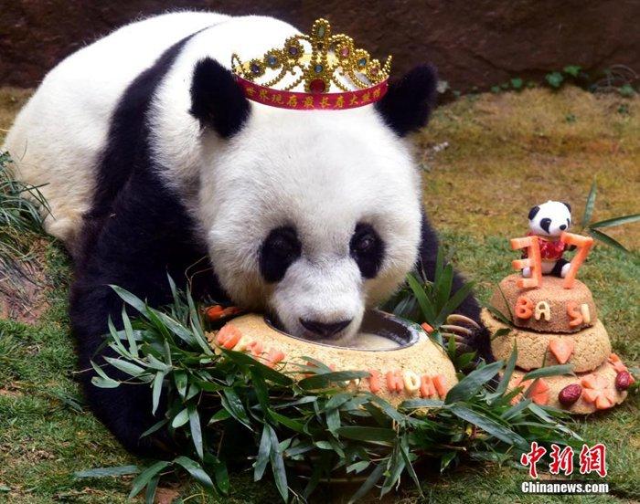   资料图：2017年1月18日，37岁“巴斯”获最长寿圈养大熊猫世界纪录并庆生。中新社记者 刘可耕 摄
