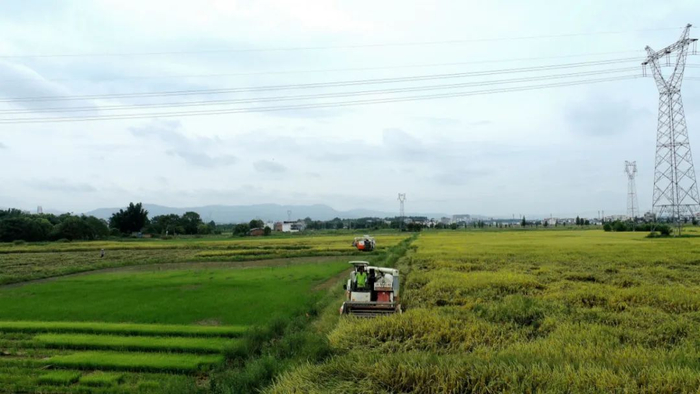 水稻收割现场。陈宇明 摄
