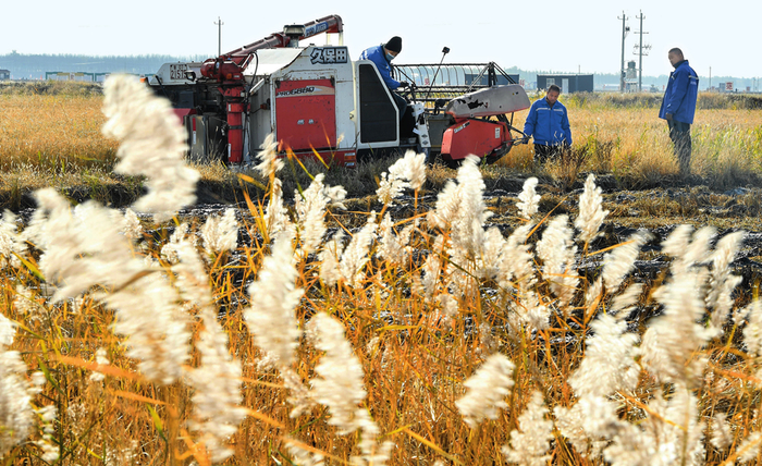 在吉林省大安市海坨乡盐碱地生态修复治理示范基地，农民驾驶收割机收割水稻（2022 年 10 月 12 日摄）许畅摄 / 本刊