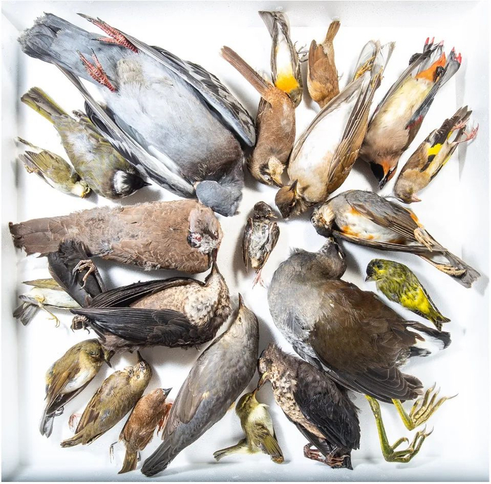 中国部分鸟撞死亡个体      资料来源：李彬彬