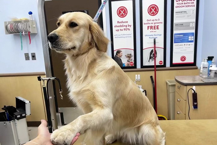 北北与小狗握手。 图 / 受访者提供