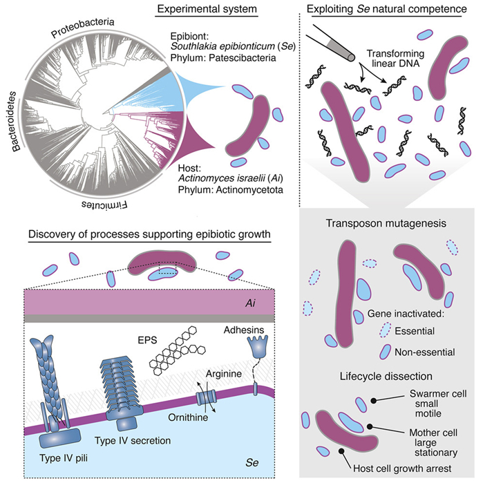 图片来自Cell, 2023, doi:10.1016/j.cell.2023.08.017。