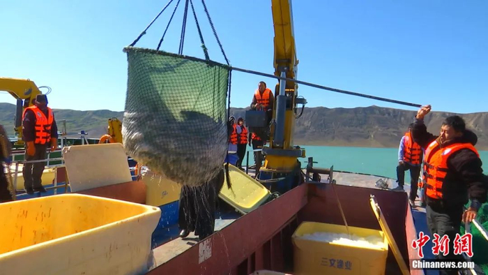 渔船进行三文鱼捕捞作业。曹明 摄