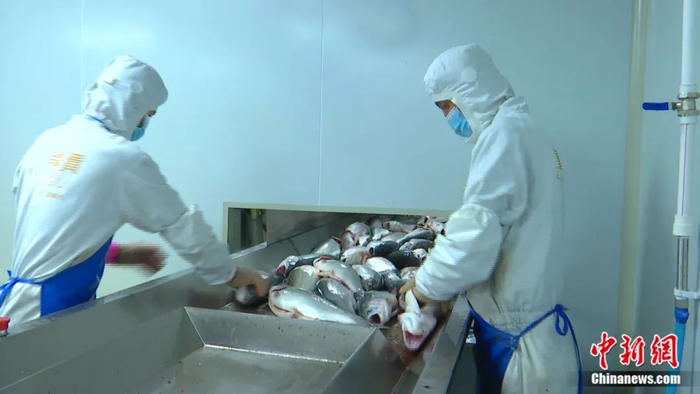 工人们在流水线两边依次排开，有条不紊地对冰鲜三文鱼进行加工作业。曹明 摄