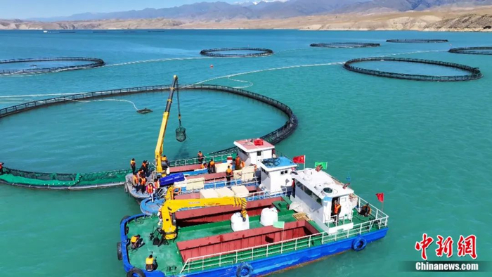 三文鱼养殖区域。曹明 摄