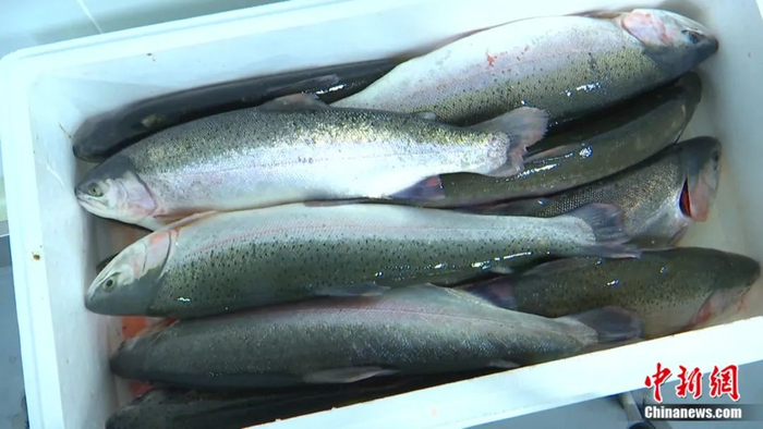 一箱箱三文鱼产品将被发往全国各地。曹明 摄
