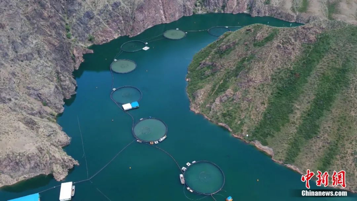 图片新疆尼勒克三文鱼养殖基地。曹明摄