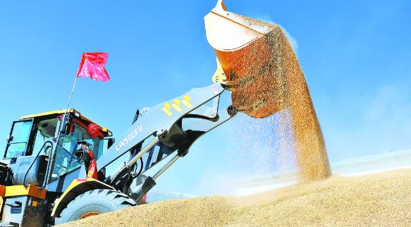 三江集团青稞丰收。青海三江集团提供