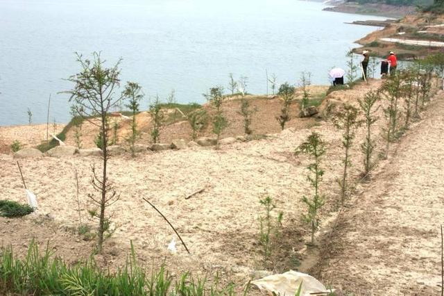 在江边种植中山杉（万州大周镇供图）