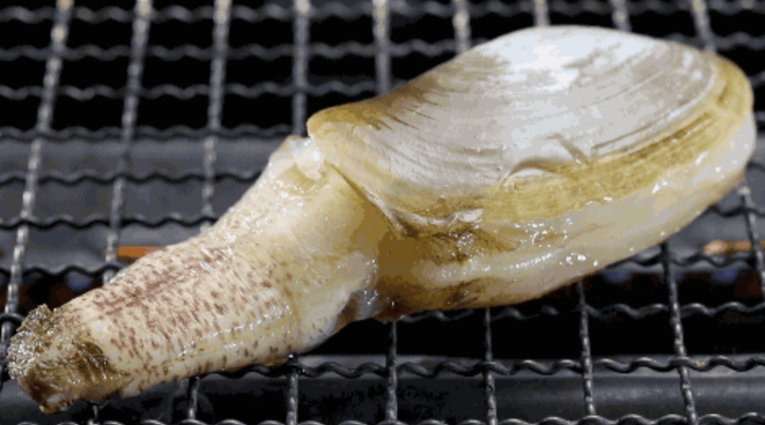 象拔蚌。图源网络