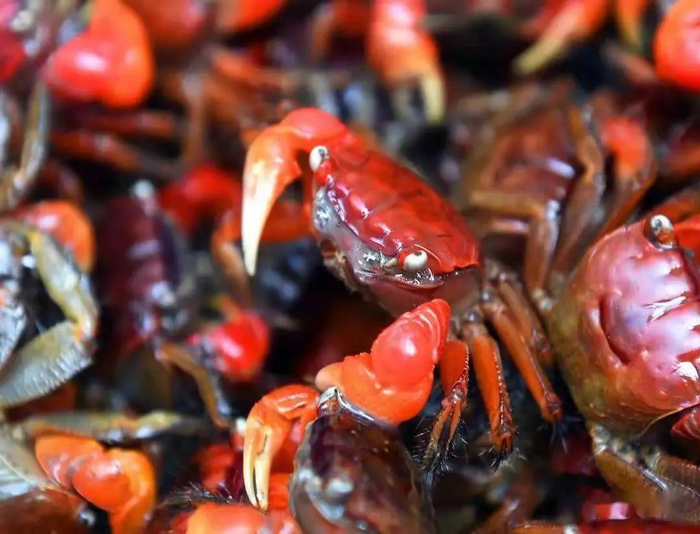 招潮蟹。图源网络