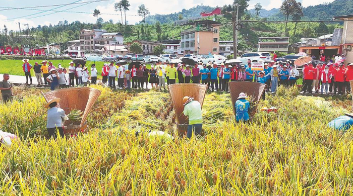 近日，龙岩市新罗区在适中镇兰田村举行农民丰收节系列活动。在趣味运动会现场，农民在抢收水稻。温连光 谢雯 摄