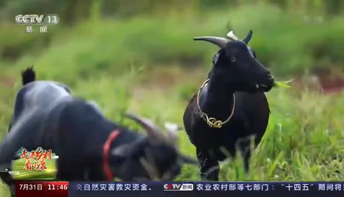 徐闻黑山羊。来源央视