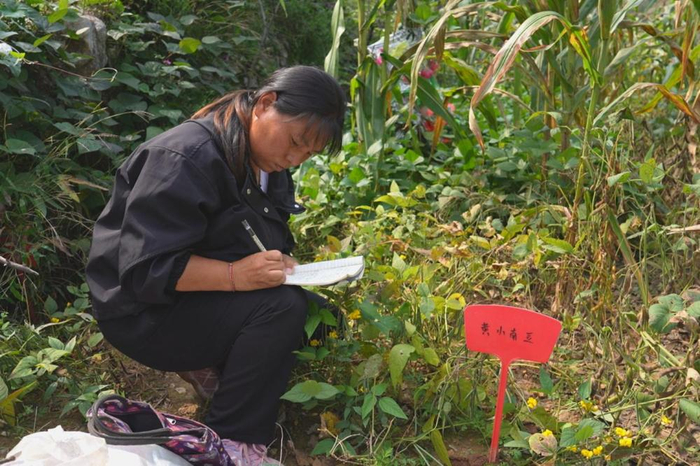 刘玉荣在试验田记录种子特性。新华社记者邹尚伯 摄