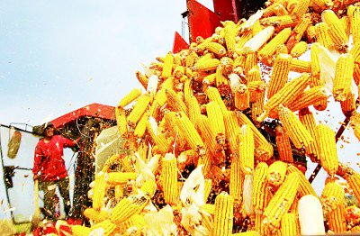  山东省临沂市平邑县卞桥镇南安靖村，农民将收获的玉米装车。新华社发