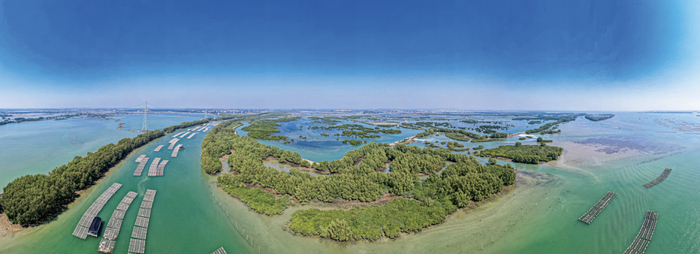 △金牛岛红树林。李嘉斌 摄