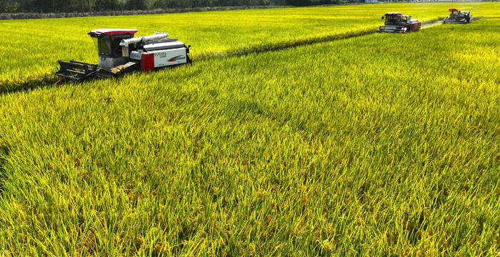 9月18日，在芜湖市繁昌区峨山镇沈弄村高标准农田里，种粮大户开镰收获单季中稻。本报通讯员 杨 华 朱海兵 摄
