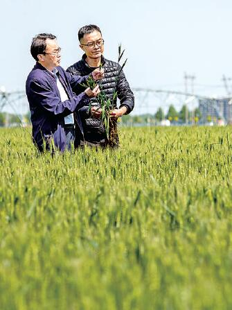 河南省安阳市安阳县十万亩高标准农田示范区，河南省气象部门的技术人员在田间调查冬小麦苗情。王建安摄/光明图片