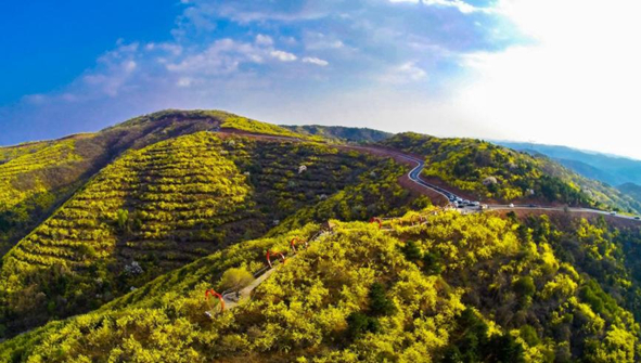 图 2 山西野生连翘种植基地（山西省园艺产业发展中心提供）