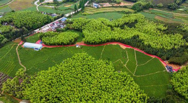 光泽县华桥乡吴屯村金映茶叶家庭农场有限公司茶园鸟瞰图 光泽县委组织部供图