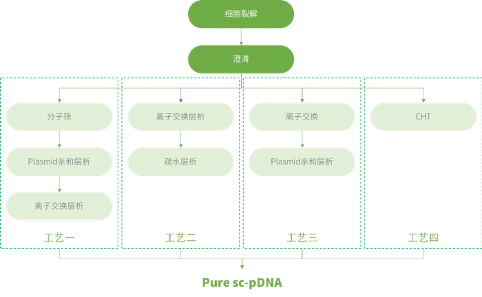 图1. 纯化sc-pDNA的不同工艺