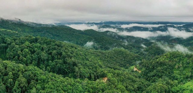 云雾缭绕下的景迈山古茶林（图源：新华社）