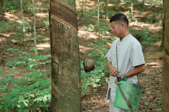 云南普洱市孟连县勐马镇的胶农准备割胶