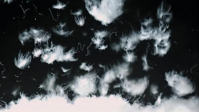 白绒吹雪鹅绒。受访者供图