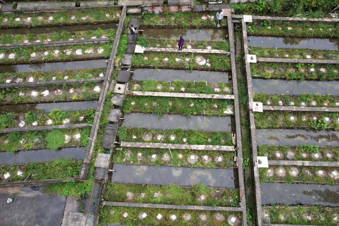 ▲位于龙头山下的娃娃鱼繁育基地。 红星新闻记者 王明平 摄