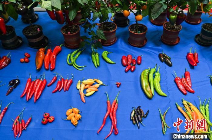 8月，西南大学实验室展示的许一丰“中国辛”团队创制出的多个辣椒新品种。　中新社记者 何蓬磊 摄