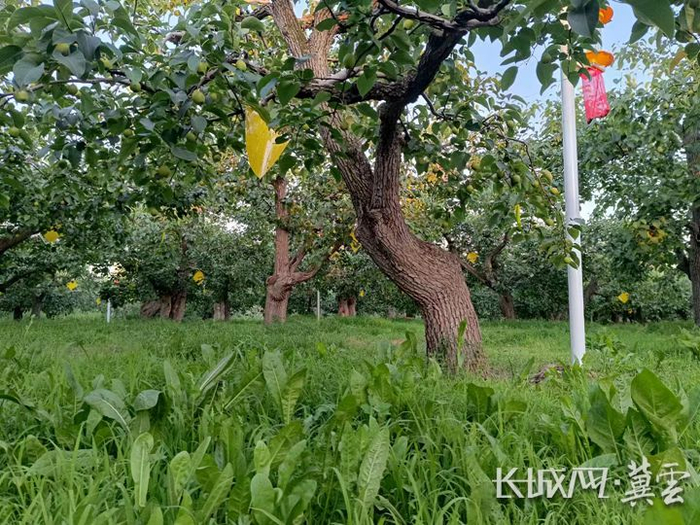 赵县古梨树。河北省农业农村厅 供图