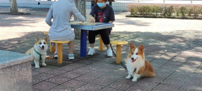 假装上班阶段，太早了没地方去，有时候会坐在公园看别人下棋遛狗
