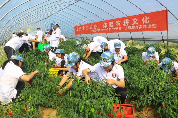 荆门市中小学生开展劳动教育实践活动现场 图片由市教育局提供