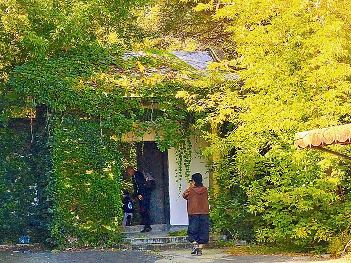 　　龙凤公园的枫叶墙