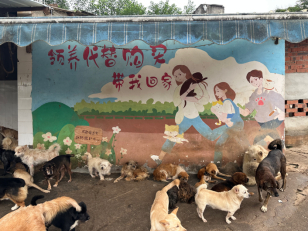 正值中秋佳节，人月两团园，道格城堡预祝所有的流浪犬都能找到自己的家。