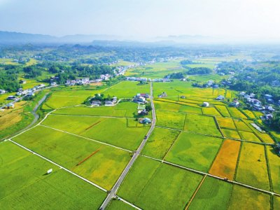 达州市达川区“南大万”现代粮油示范园区。李彦摄