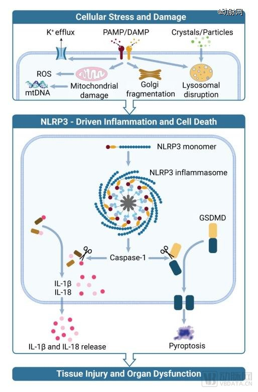 ▲NLRP3通路激活起效