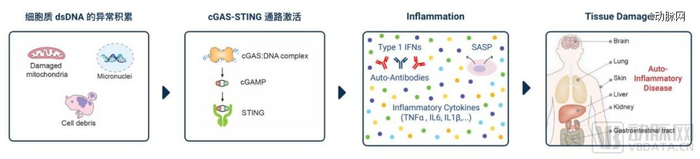 ▲cGAS通路异常激活
