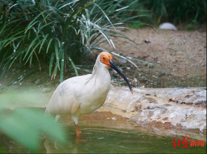 ▲“国宝”朱鹮