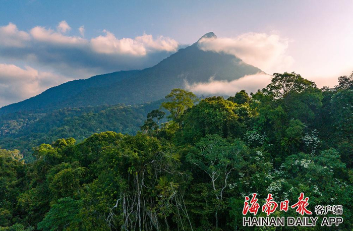 资料图：海南热带雨林国家公园五指山片区。海南日报记者 李天平 摄