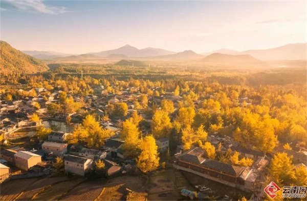 银杏村 供图