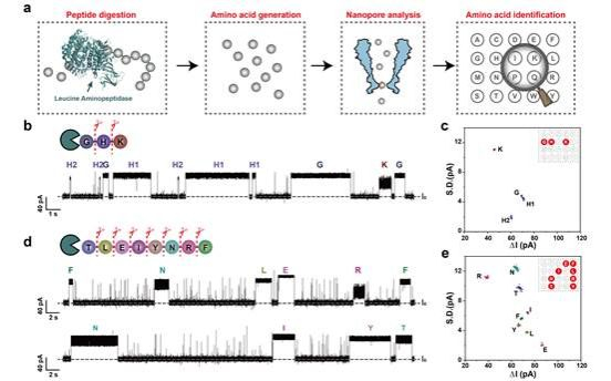 图2：基于纳米孔策略的肽的氨基酸组成鉴定