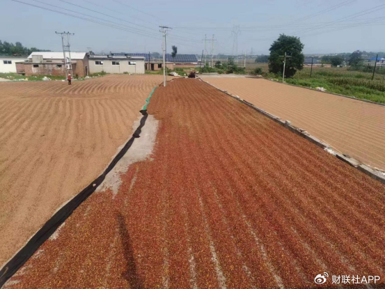 某收购商酸枣及酸枣核晾晒场（图片来源：财联社记者摄）