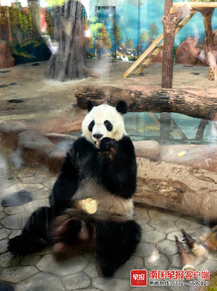 大熊猫吃特制中秋大餐。