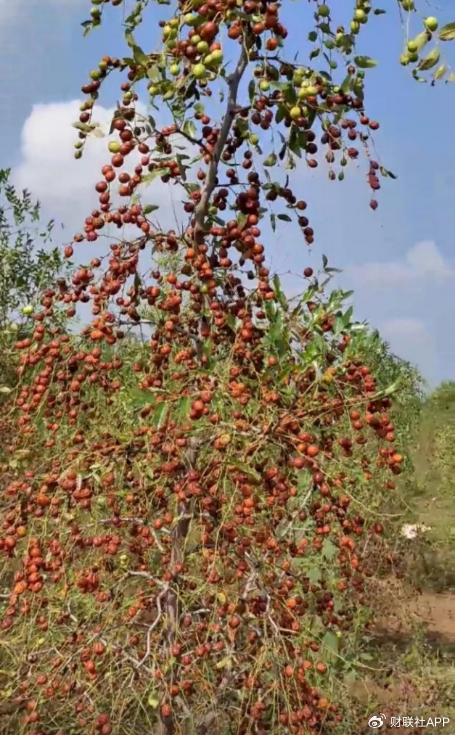 收获季的酸枣树（图片来源：受访者供图）