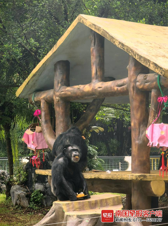 黑猩猩吃特制月饼大餐。