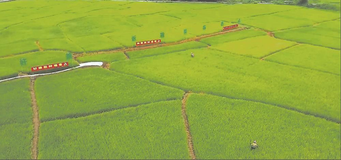 新罗区雁石镇厦中村“福香占”优质稻示范片  （资料图片）